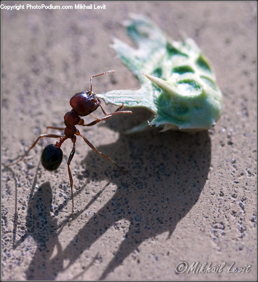 Ant, Insect, Invertebrate, Animal, Leopard, Snow Leopard, Cockroach