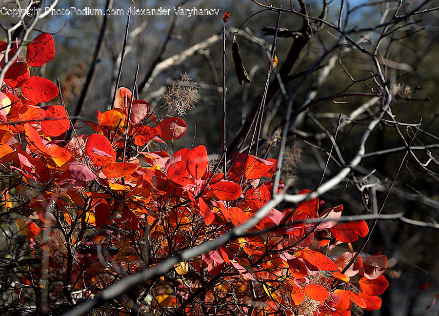 Flora, Maple, Plant, Tree, Leaf