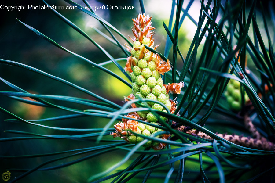 Conifer, Flora, Plant, Tree, Food