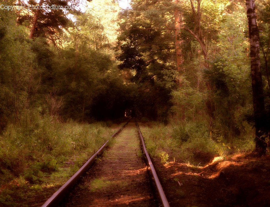 Rail, Railway, Train Track, Transportation, Dirt Road