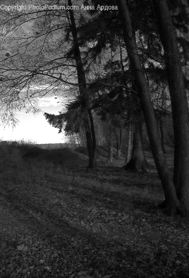 Flora, Forest, Land, Nature, Outdoors