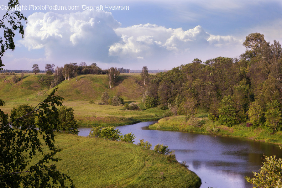 Flora, Moss, Plant, Outdoors, River