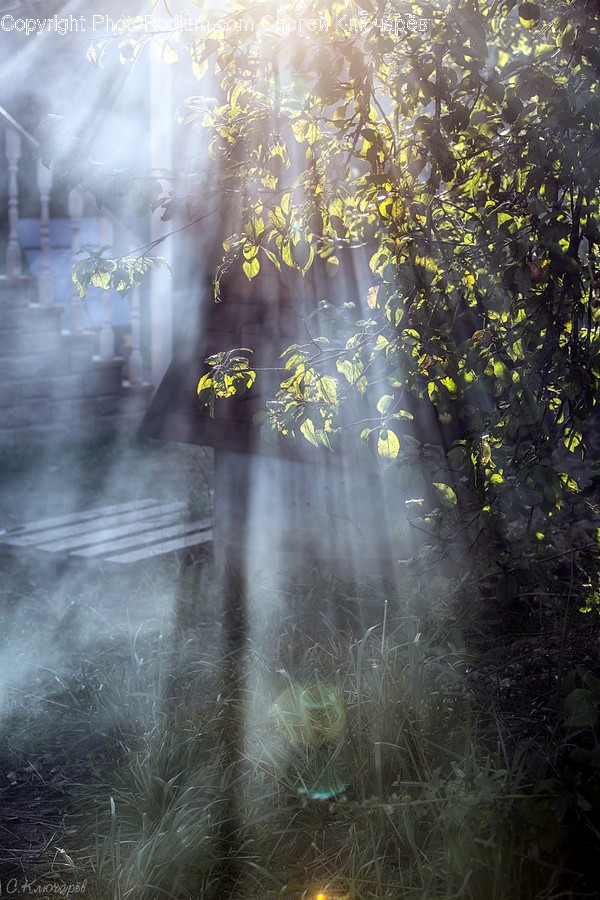 Sunlight, Flora, Ivy, Plant, Forest