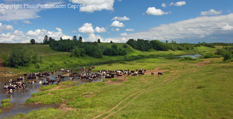 Countryside, Farm, Field, Grassland, Meadow