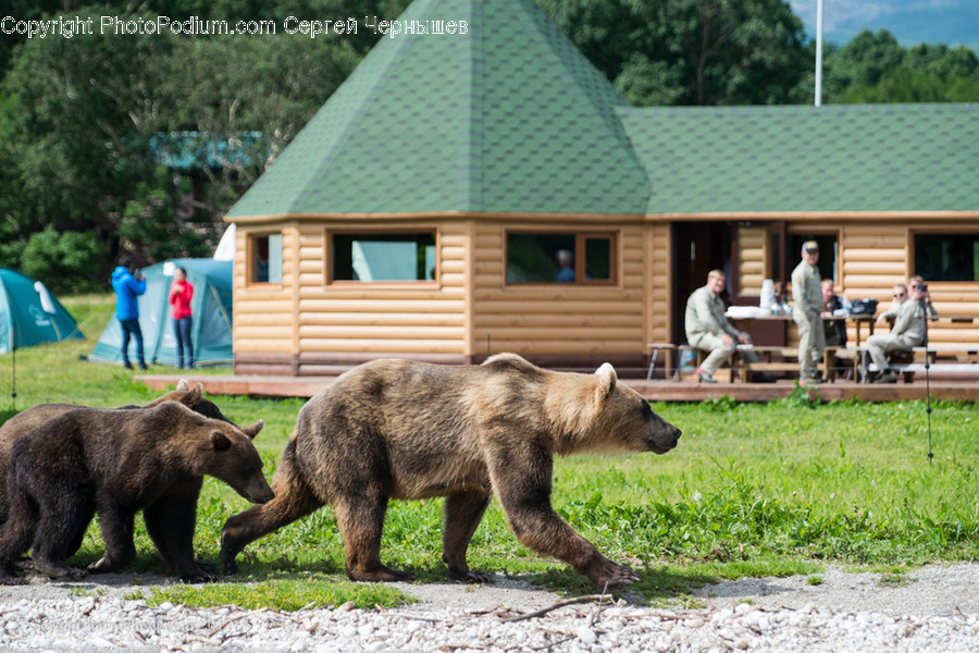 Animal, Bear, Mammal, Wildlife, Human