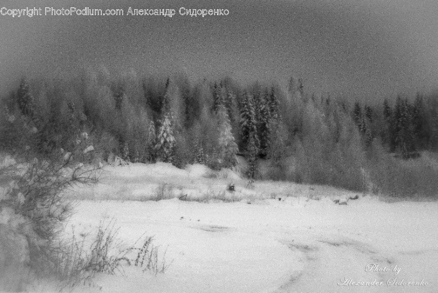 Outdoors, Snow, Flora, Forest, Land