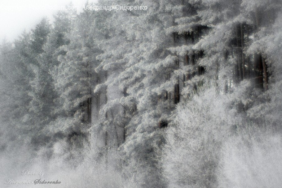 Blizzard, Nature, Outdoors, Snow, Storm