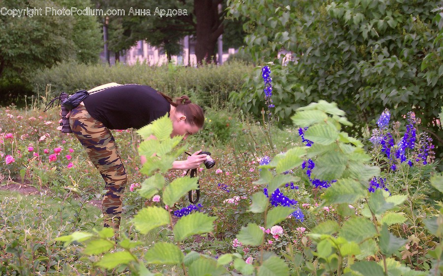 Garden, Gardener, Gardening, Human, Outdoors