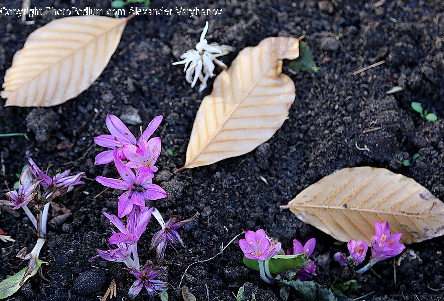 Blossom, Crocus, Flora, Flower, Plant