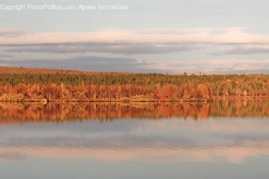 Water, Nature, Flora, Grass, Plant