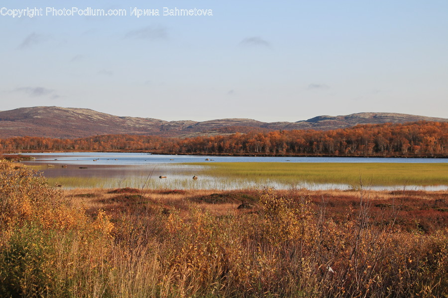 Land, Marsh, Outdoors, Swamp, Water