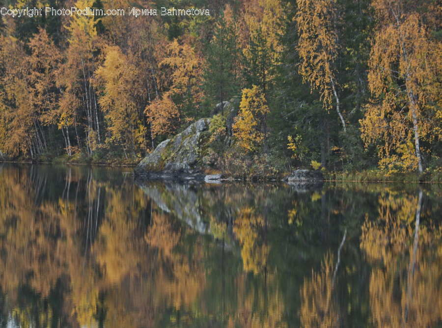 Conifer, Flora, Larch, Plant, Tree