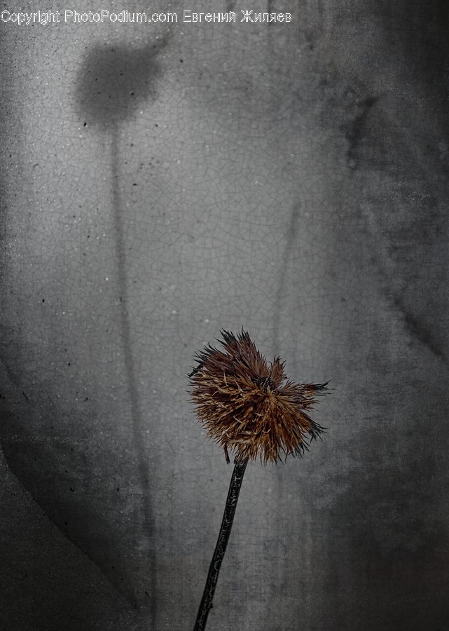Animal, Sea Life, Urchin, Flora, Plant