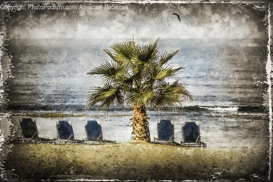 Arecaceae, Flora, Palm Tree, Plant, Tree