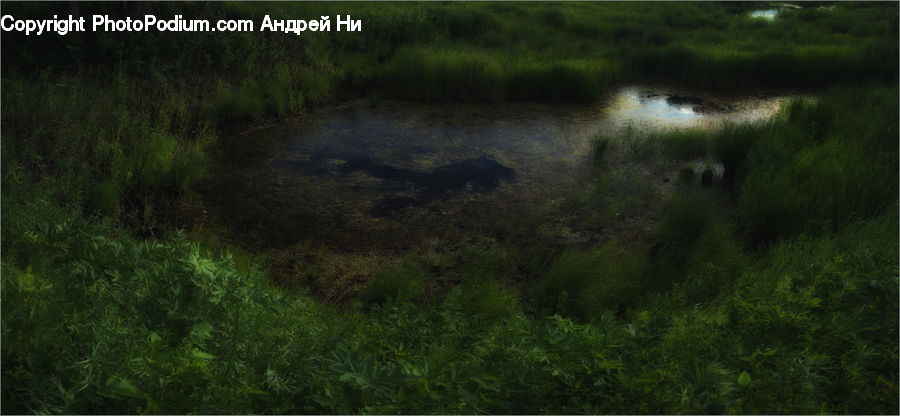 Land, Marsh, Pond, Swamp, Water, Field, Grass