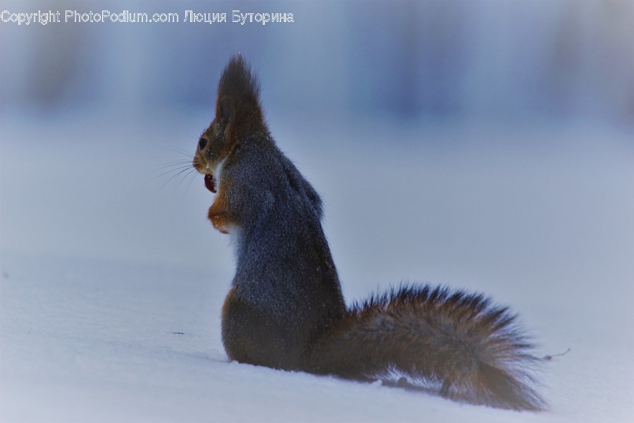 Animal, Mammal, Rodent, Squirrel, Blizzard