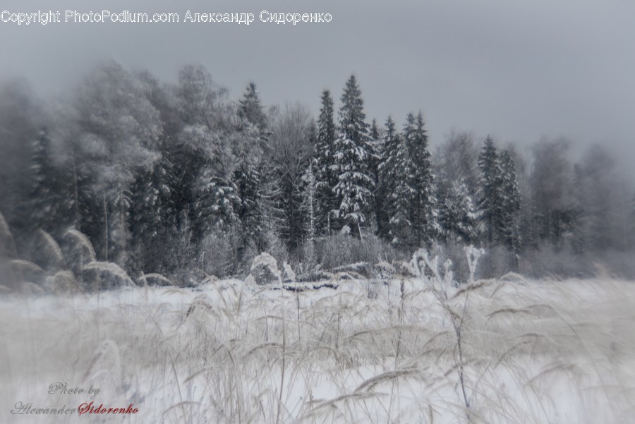 Landscape, Nature, Outdoors, Scenery, Conifer