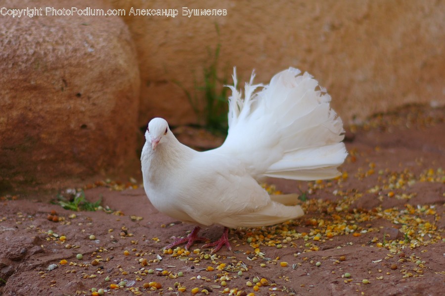 Animal, Bird, Dove, Pigeon, Cake