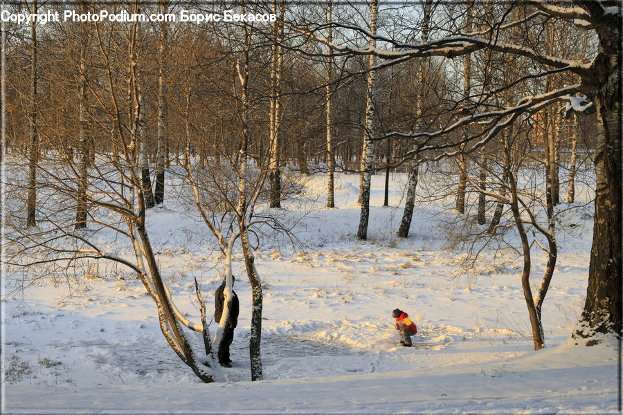 Birch, Tree, Wood, Landscape, Nature, Scenery, Forest