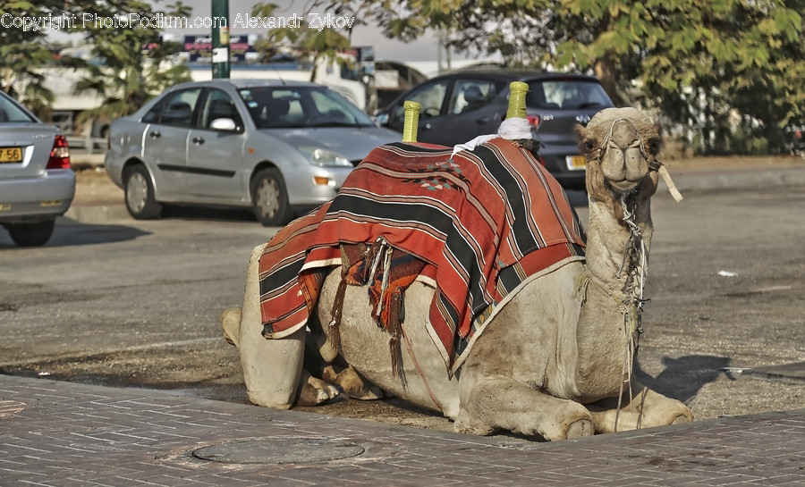 Automobile, Car, Transportation, Vehicle, Suv