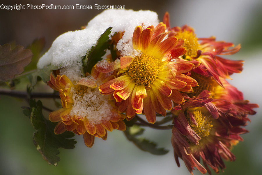 Blossom, Flora, Flower, Plant, Dahlia