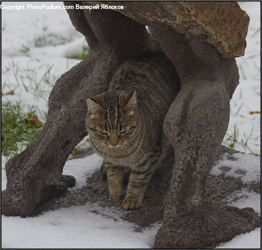Animal, Cat, Mammal, Pet, Abyssinian, Rock, Plant