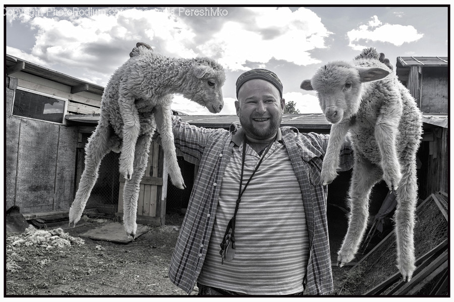 Human, People, Person, Alpaca, Animal