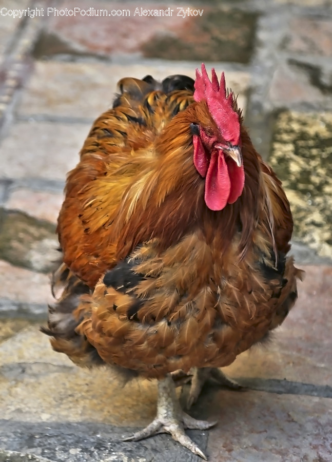 Animal, Bird, Chicken, Cock Bird, Fowl