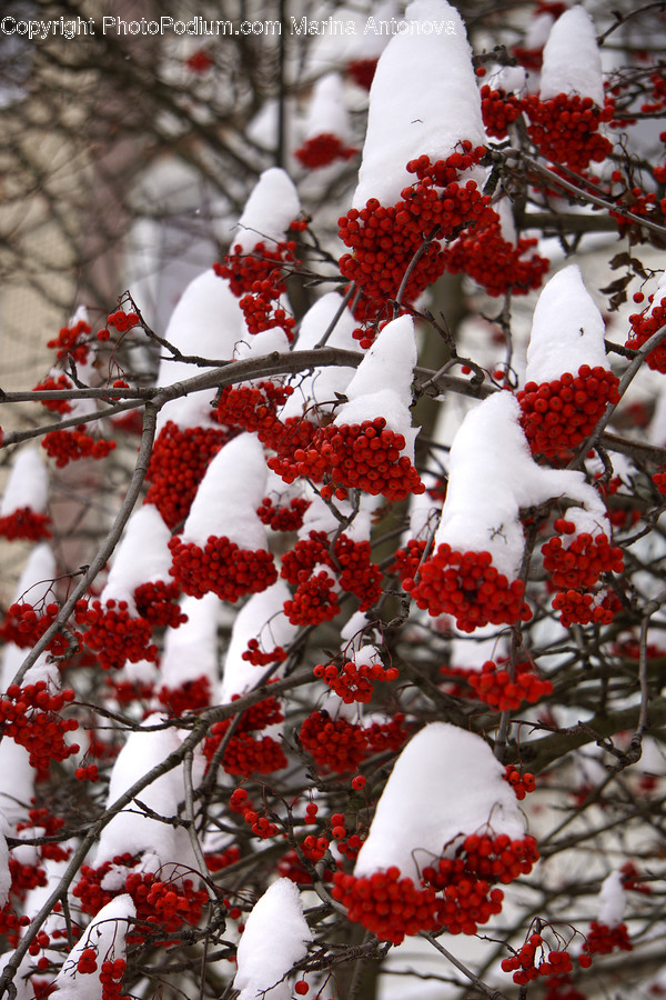 Outdoors, Snow, Snowman, Winter, Flora