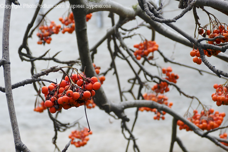 Flora, Food, Fruit, Persimmon, Plant