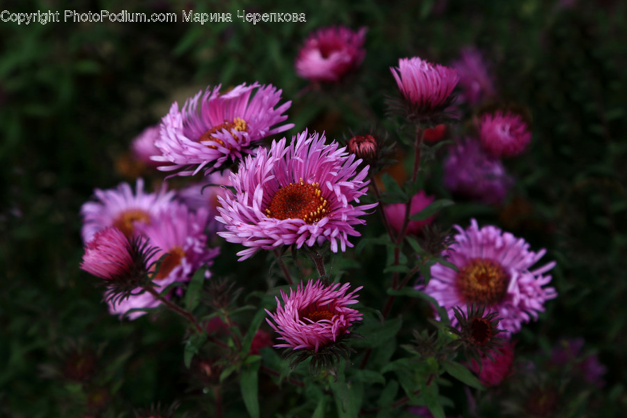 Aster, Blossom, Flora, Flower, Plant