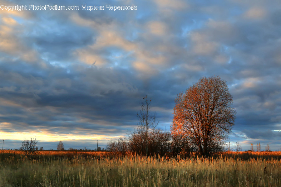 Field, Grassland, Outdoors, Flora, Grass