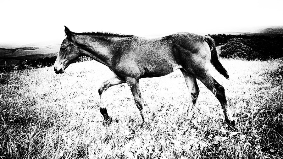 Animal, Horse, Mammal, Stallion, Antelope