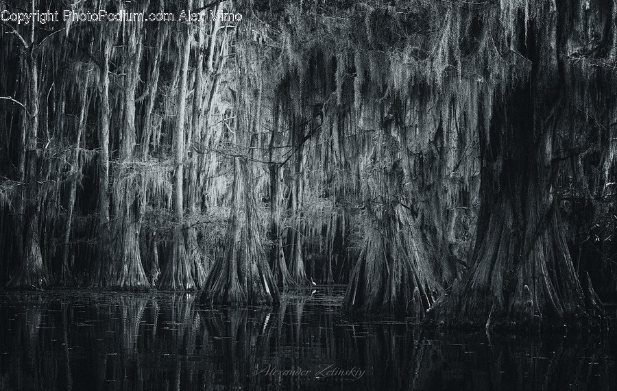 Land, Marsh, Outdoors, Swamp, Water
