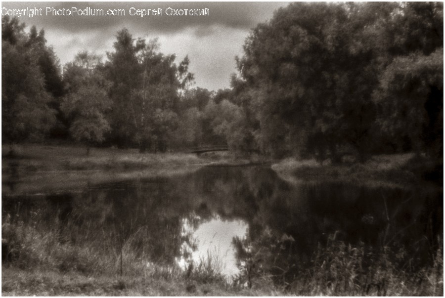 Flora, Plant, Tree, Land, Marsh