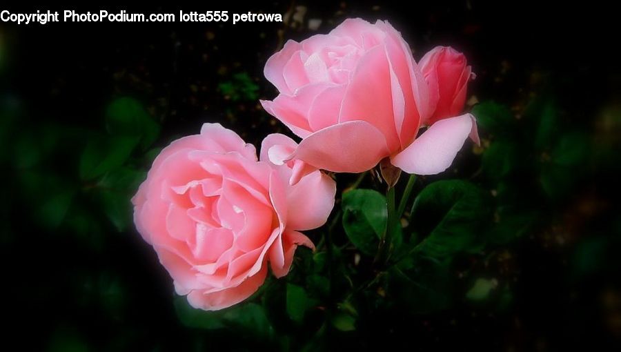 Blossom, Flower, Plant, Rose, Peony, Flora, Carnation