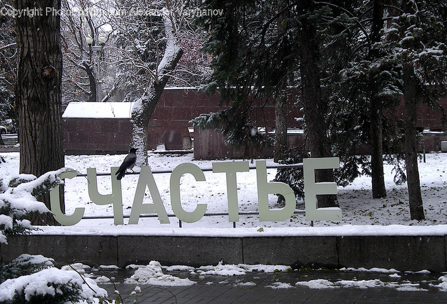 Bench, Flora, Forest, Grove, Land