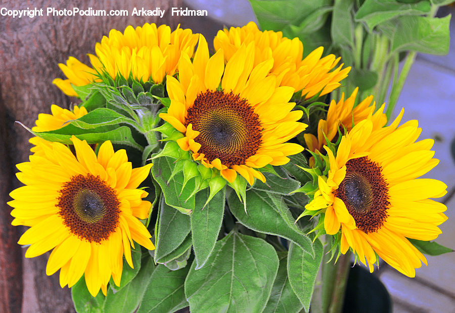Blossom, Flora, Flower, Plant, Sunflower, Asteraceae, Daisies