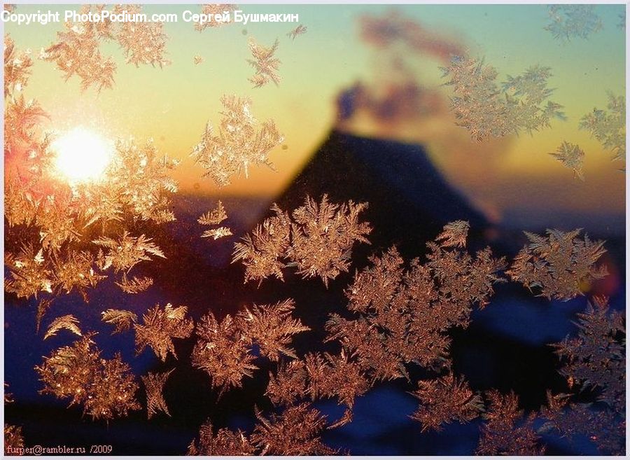 Flare, Light, Alcyonacea, Brain Coral, Coral Reef, Reef, Sea Life
