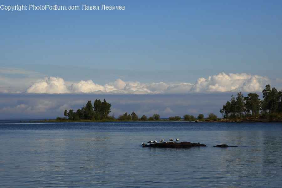 Lake, Outdoors, Water, Animal, Buffalo