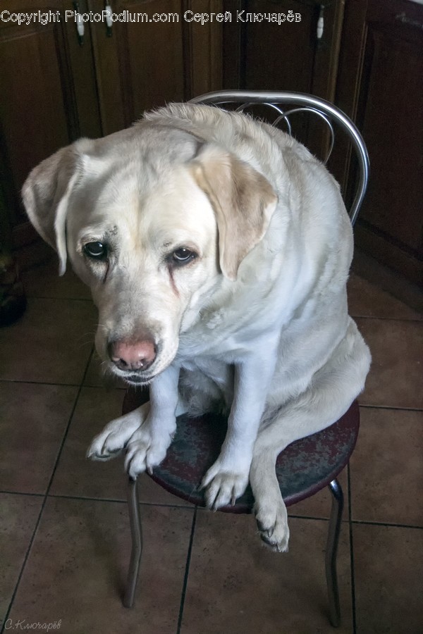 Animal, Canine, Dog, Labrador Retriever, Mammal