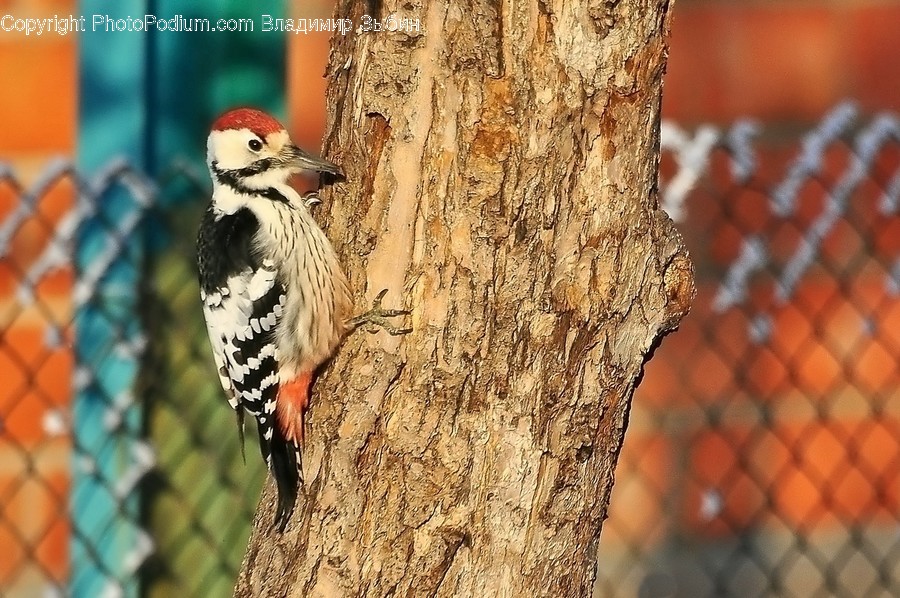 Animal, Bird, Flicker Bird, Woodpecker