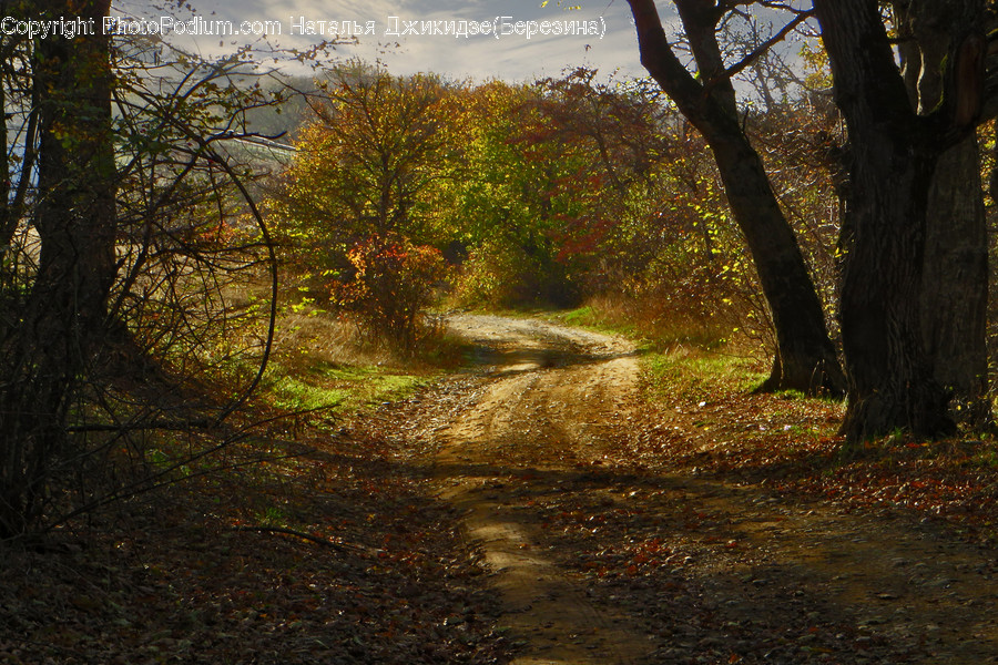 Dirt Road, Gravel, Road, Flora, Oak