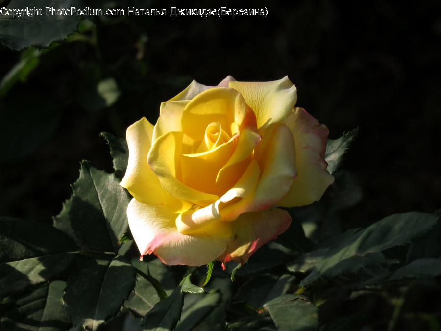 Blossom, Flora, Flower, Plant, Rose