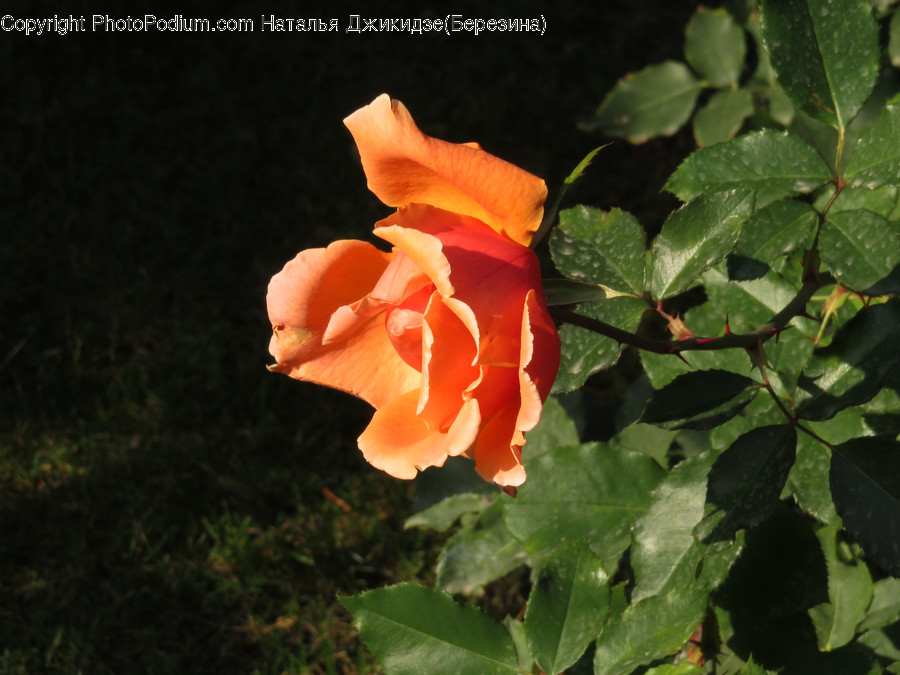 Human, People, Person, Blossom, Flora
