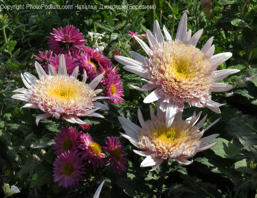 Blossom, Flora, Flower, Plant, Dahlia