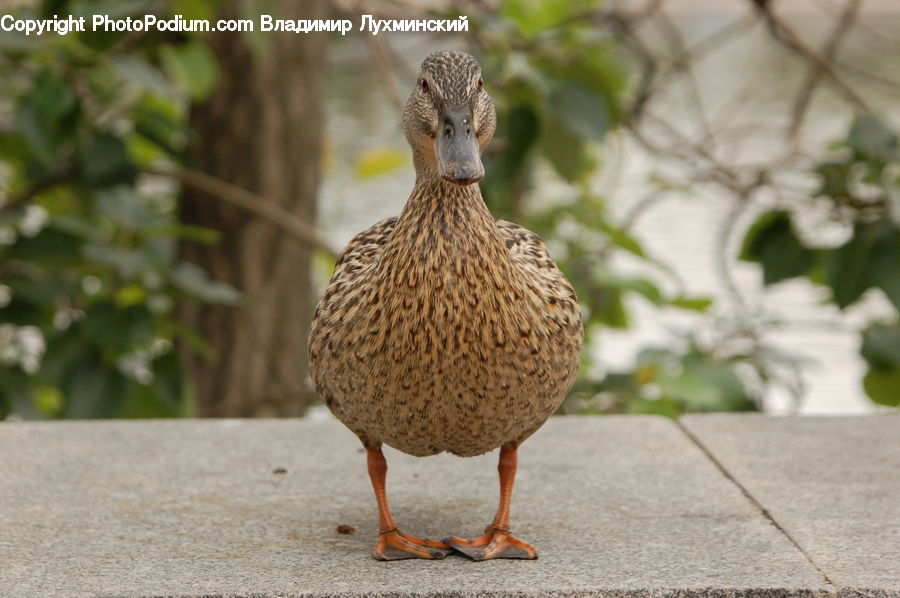 Bird, Duck, Teal, Waterfowl, Head, Portrait, Plant