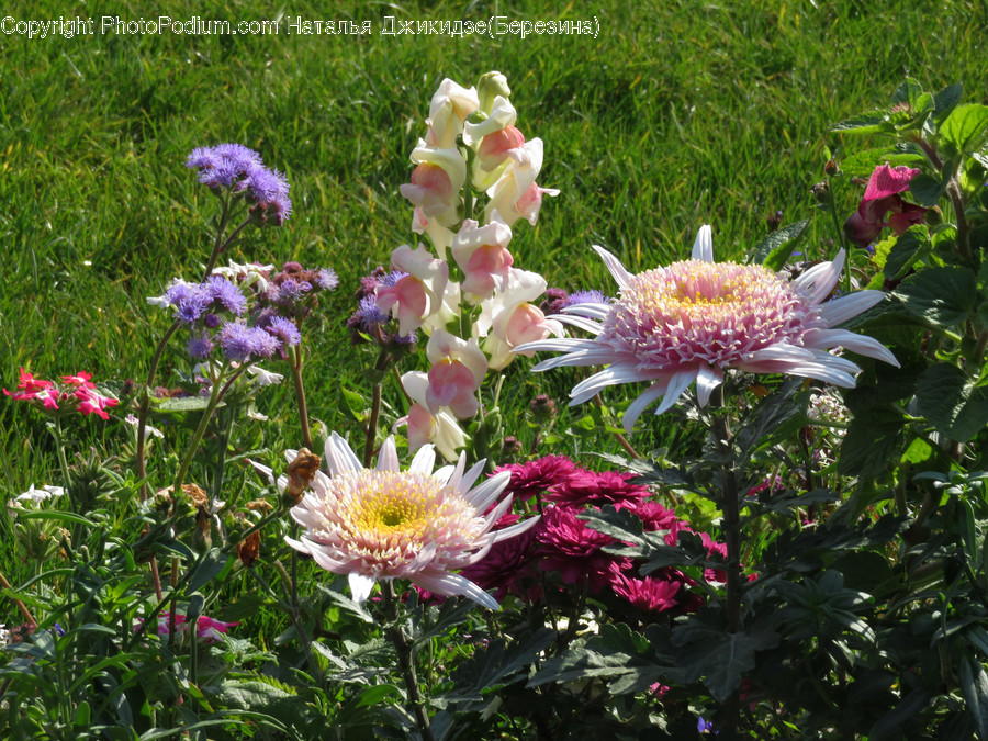 Blossom, Flora, Flower, Plant, Thistle