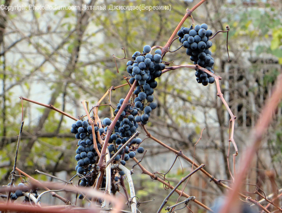 Flora, Food, Fruit, Grapes, Plant