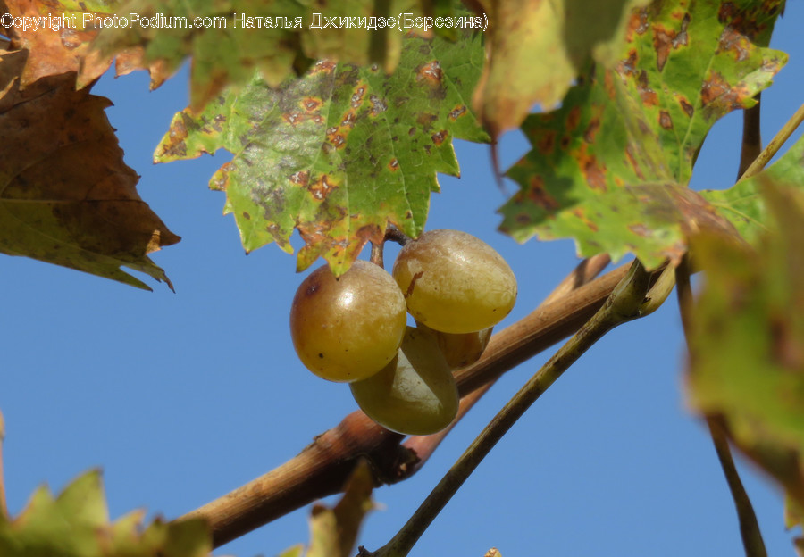Flora, Food, Fruit, Grapes, Plant